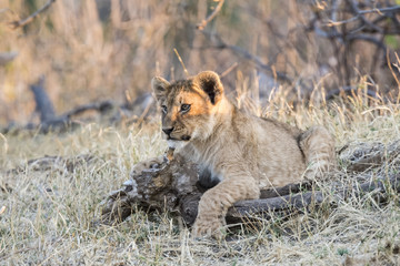 Wild Lion (Panthera leo) Cubs in Playing in the Grass South Africa