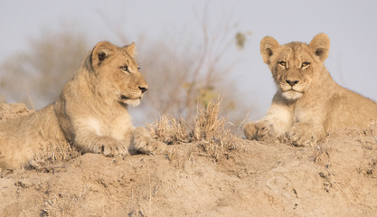 Wild Lion Cub Brothers on a Sand Hill in Africa