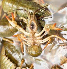 Live crayfish in the water as a background