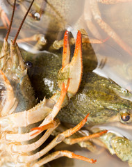 claw living cancer. macro