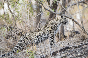 Wild Leopard (Panthera pardus) Hunting in South Africa
