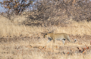 Wild Leopard (Panthera pardus) Walking through Grass in South Af