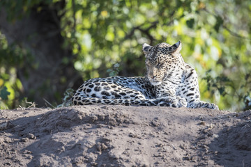 Wild Leopard (Panthera pardus) Resting on a River Bank in South