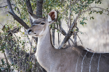 Wild Female Greater Kudu (Tragelaphus strepsiceros) Standing by