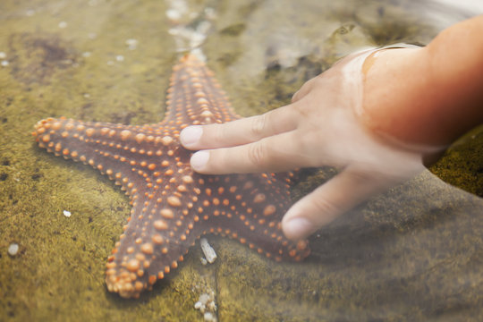 A child's hand touching a starfish;Gold coast queensland australia