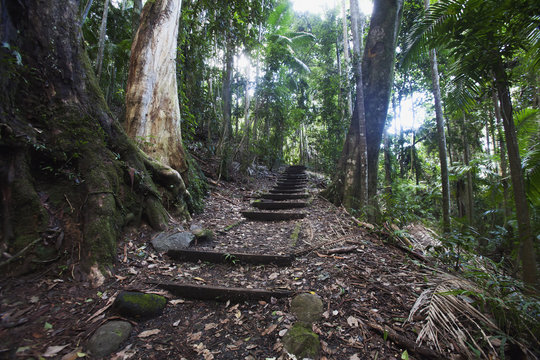 Semi-tropical rainforest in mount warning national park;New south wales australia