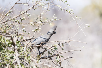 Gray Go-away-bird in a Tree in South Africa