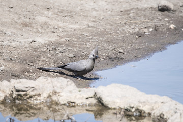 Gray Go-away-bird at a Water Hole in South Africa