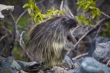 Profile of a common porcupine (erethizon dorsatum);Carcross yukon canada