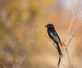 Fork-tailed Drongo (Dicrurus adsimilis) Sits on a Branch in Beau