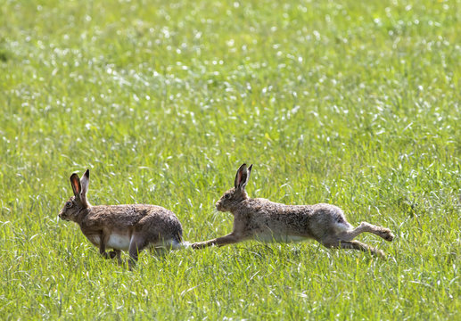 Two rabbits playing in the grass;Northumberland england