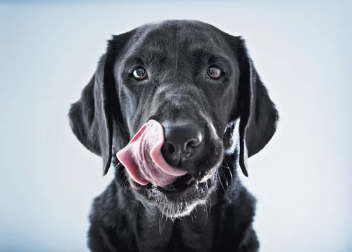 Black dog licking his lips