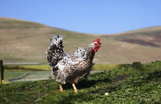 A rooster;Northumberland england