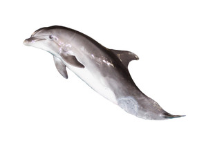 dolphin on a white background © schankz