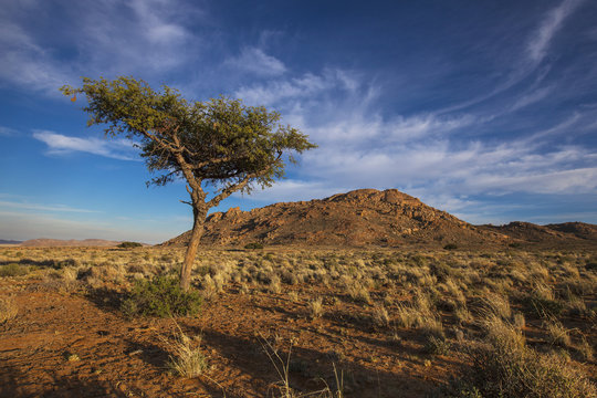 Acacia tree;Klein-aus vista namibia