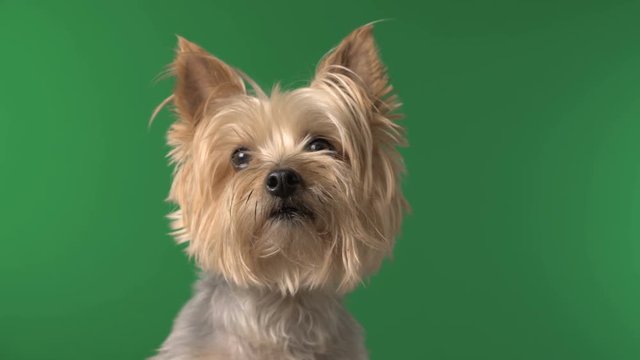 Cute Silky Terrier Dog on Green Screen / Chroma Key.