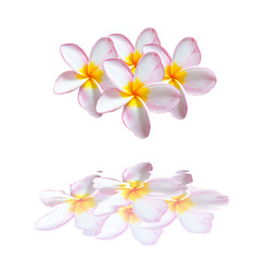 mock azalea flowers, impala lily, desert rose isolate on white background with reflection