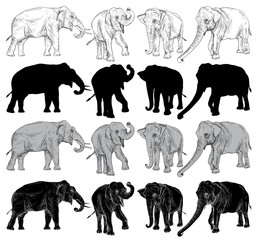 Set of elephant on a white background