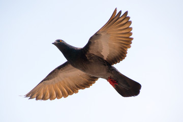 Flying Pigeon