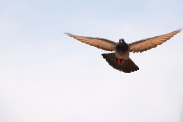 Flying Pigeon