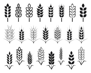 Symbols. for logo design Wheat. Agriculture, corn, barley, stalks, organic plants, bread, food, natural harvest, vector illustration on white background isolated.