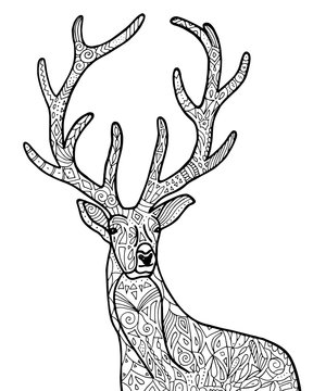 Wild deer illustration.