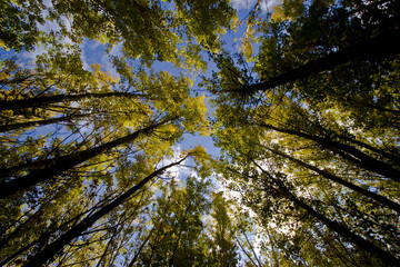 Bosque, copa de los arboles vistas desde el suelo