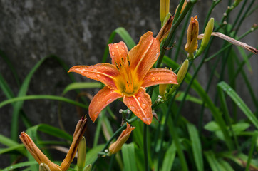 Obraz premium Orange lily in the garden after the rain