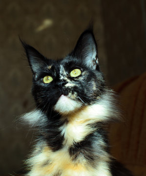 tortoiseshell cat Maine Coon