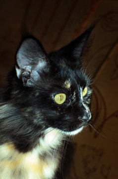 tortoiseshell cat Maine Coon