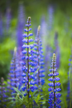 Wild lupins growing in a rural area;British columbia, canada