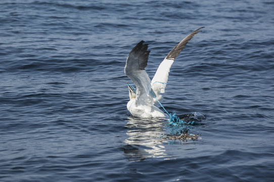 Northern gannet caught by a rope;Skellig islands, county kerry, ireland