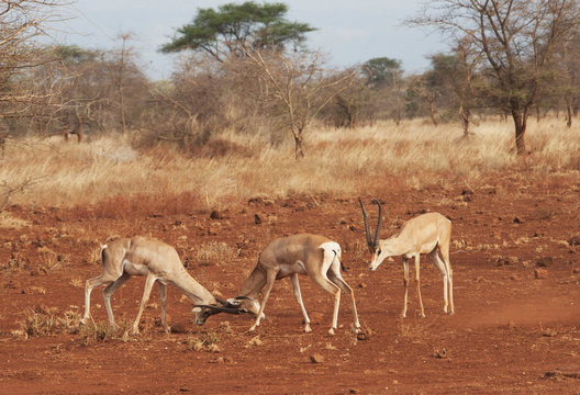 Gazelles in conflict using their antlers in the maasai mara national reserve;Maasai mara kenya