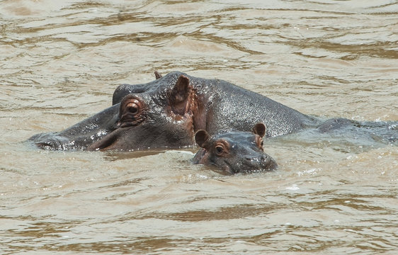 Hippopotamus adult with baby in the water;Maasai mara kenya