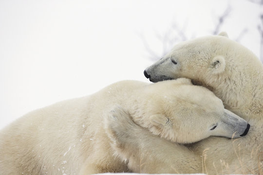 Polar bears (ursus maritimus) play fighting along the shores of hudson's bay;Churchill manitoba canada