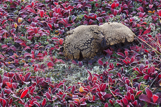 A large oddly shaped mushroom surrounded by bear berry plants on a very frosty morning along the dempster highway;Yukon canada