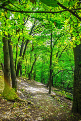 green grove in autumn, nature background