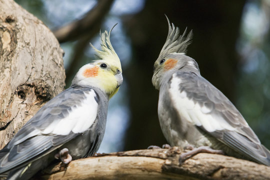 Le cockatiel main image 0