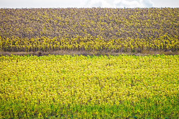 Field of ripe sunflowers and road, sky background