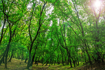 green grove in autumn, nature background
