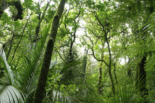 Fototapeta Trees in green tropical jungle forest