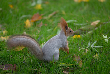 squirrel outdoors