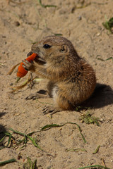 Baby Präriehund isst Möhre 