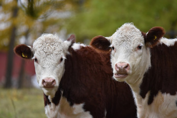 Cows portrait, Ostergotland, Sweden