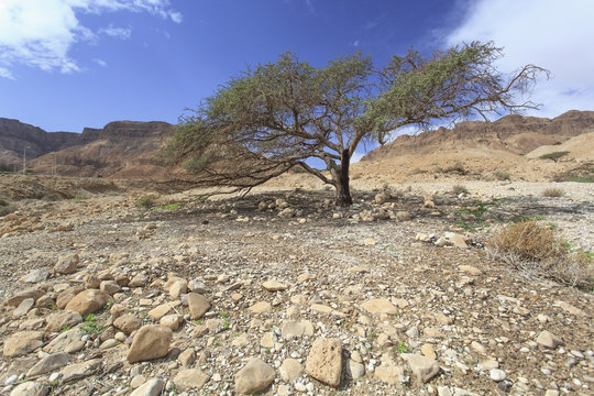 An acacia tree in the jordan valley;Israel