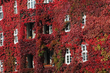 Weinlaub, Laubfärbung, Herbst, Bewuchs, Mietshaus, Wilder Wein, Kletterpflanze, Fassade,...