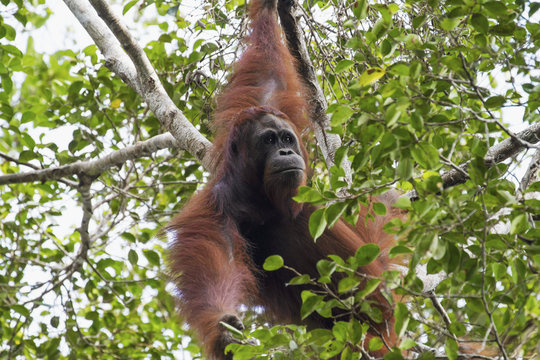 Male Bornean orangutan (Pongo pygmaeus) at Tangung Harapan, Tanjung Puting National Park, Central Kalimantan, Borneo, Indonesia