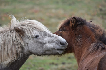 Icelandic Horses, Ostergotland, Sweden
