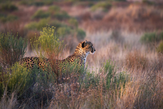 Cheetah watching in the tall grass; South Africa