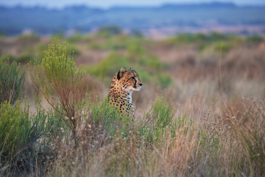 Cheetah sitting in the tall grass; South Africa